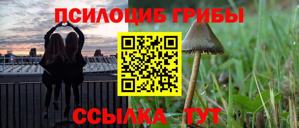 Тара  Псилоцибиновые грибы Psilocybe  Вход с VPN 